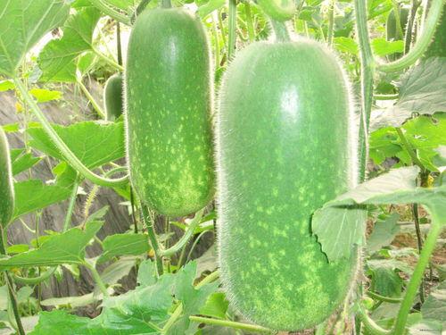 吃瓜24集全集免费下载,揭秘剧情高潮与精彩瞬间 第2张 吃瓜24集全集免费下载,揭秘剧情高潮与精彩瞬间 第2张