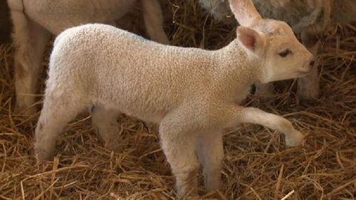 小羊爆料视频在线观看全集